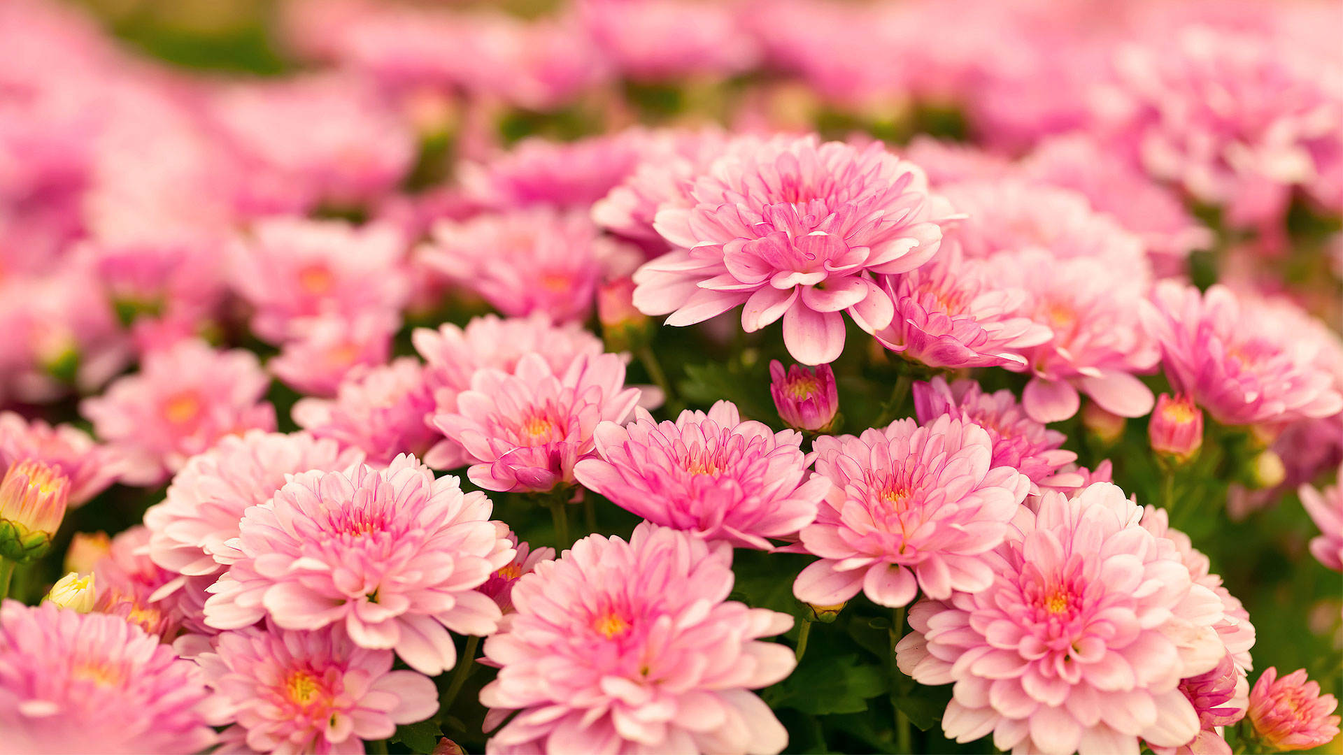 Garden Center Solutions